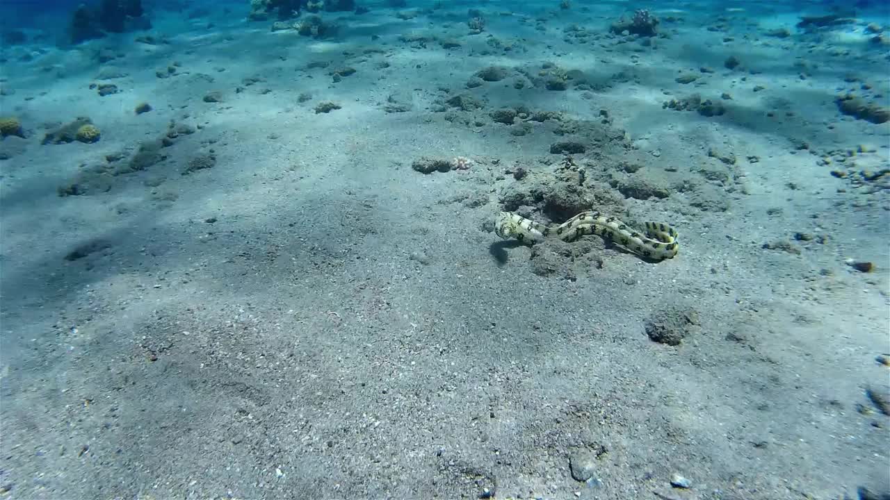 以色列，在珊瑚礁周围寻找食物的斑点海鳗视频素材