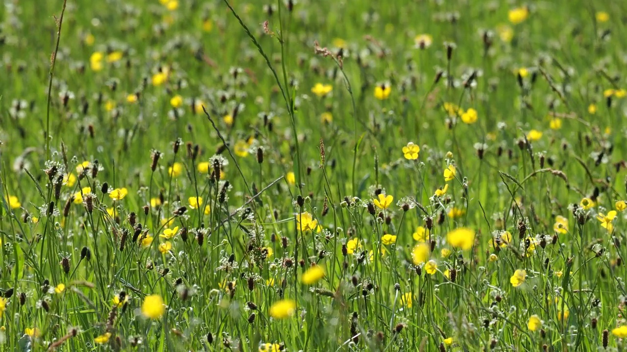 英国湖区安布尔赛德的干草草地。视频素材