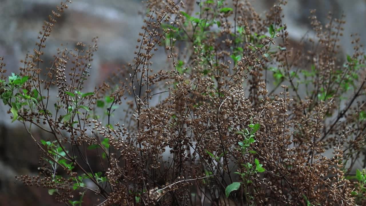 圣罗勒(图尔西花干植物)视频素材