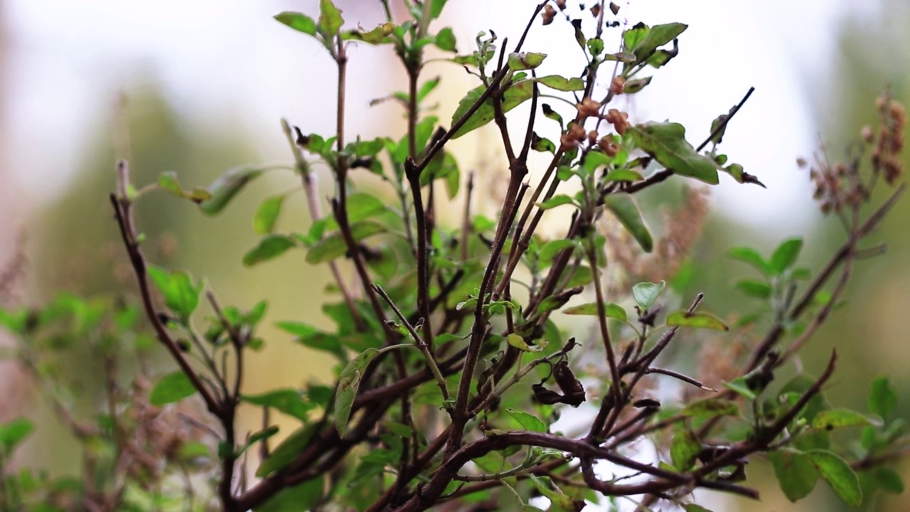 圣罗勒(Tulsi植物，绿叶)视频素材