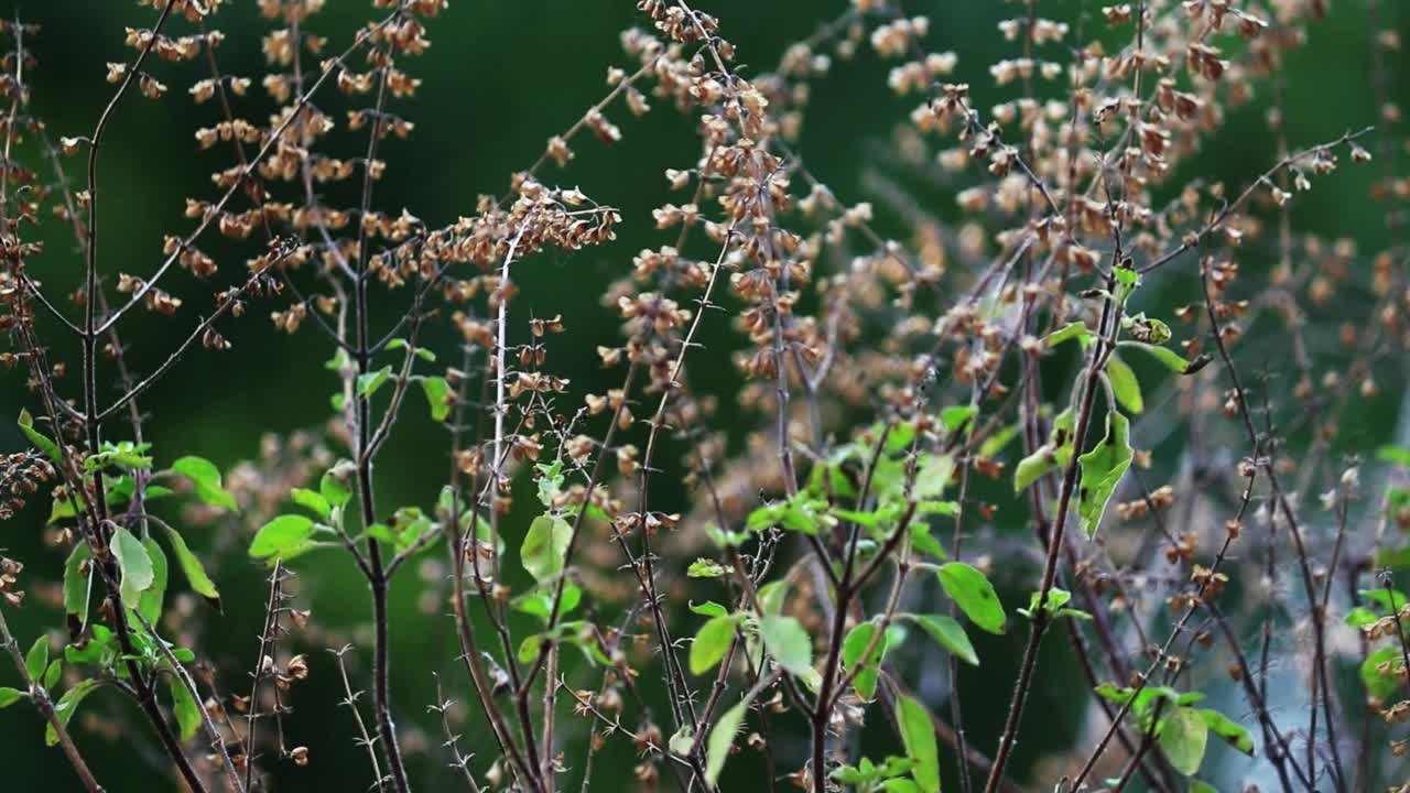 圣罗勒(图西植物)视频素材