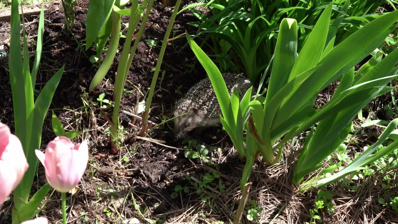 5月，阳光明媚的日子里，一群欧洲刺猬在花园里的花坛里寻找食物视频下载