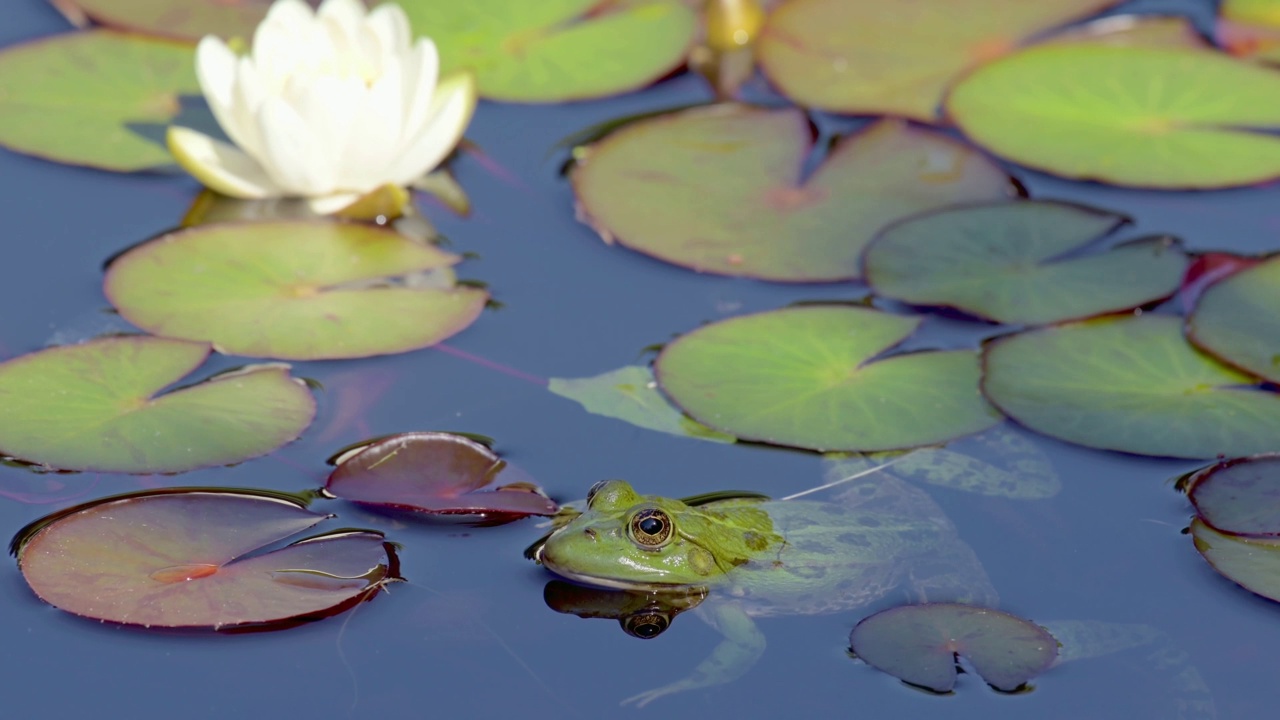 水中的睡莲和青蛙。池蛙随水植物游而去。Pelophylax lessonae。欧洲的青蛙。真正的时间。视频素材