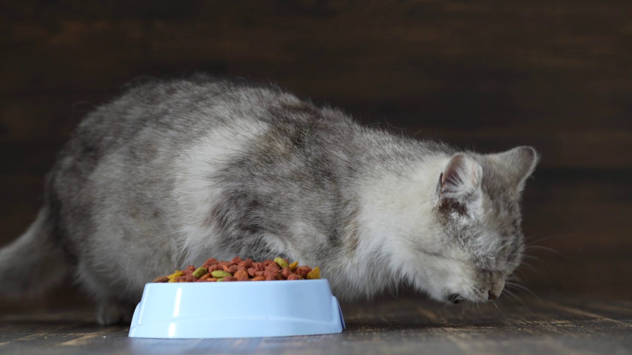 可爱的灰色猫吃着蓝色塑料碗里的干粮，近距离拍摄视频素材