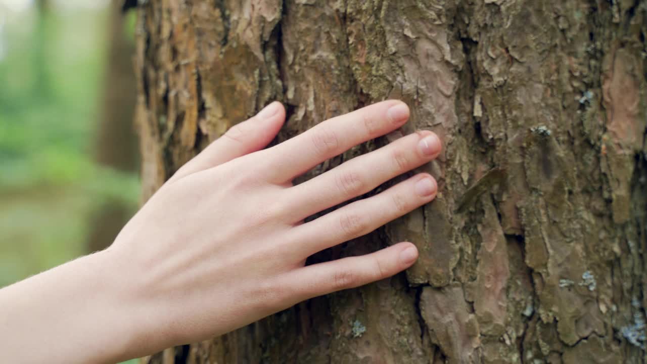 女人的手触摸着森林里的一棵树。人与自然。特写一名年轻女孩或妇女抚摸着树林中的环保理念视频素材