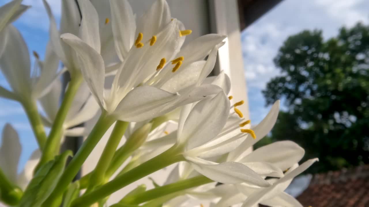 八月百合或玉簪花植物有薄直的绿叶，白色的花瓣，黄色的雌蕊和绿色的花茎视频素材