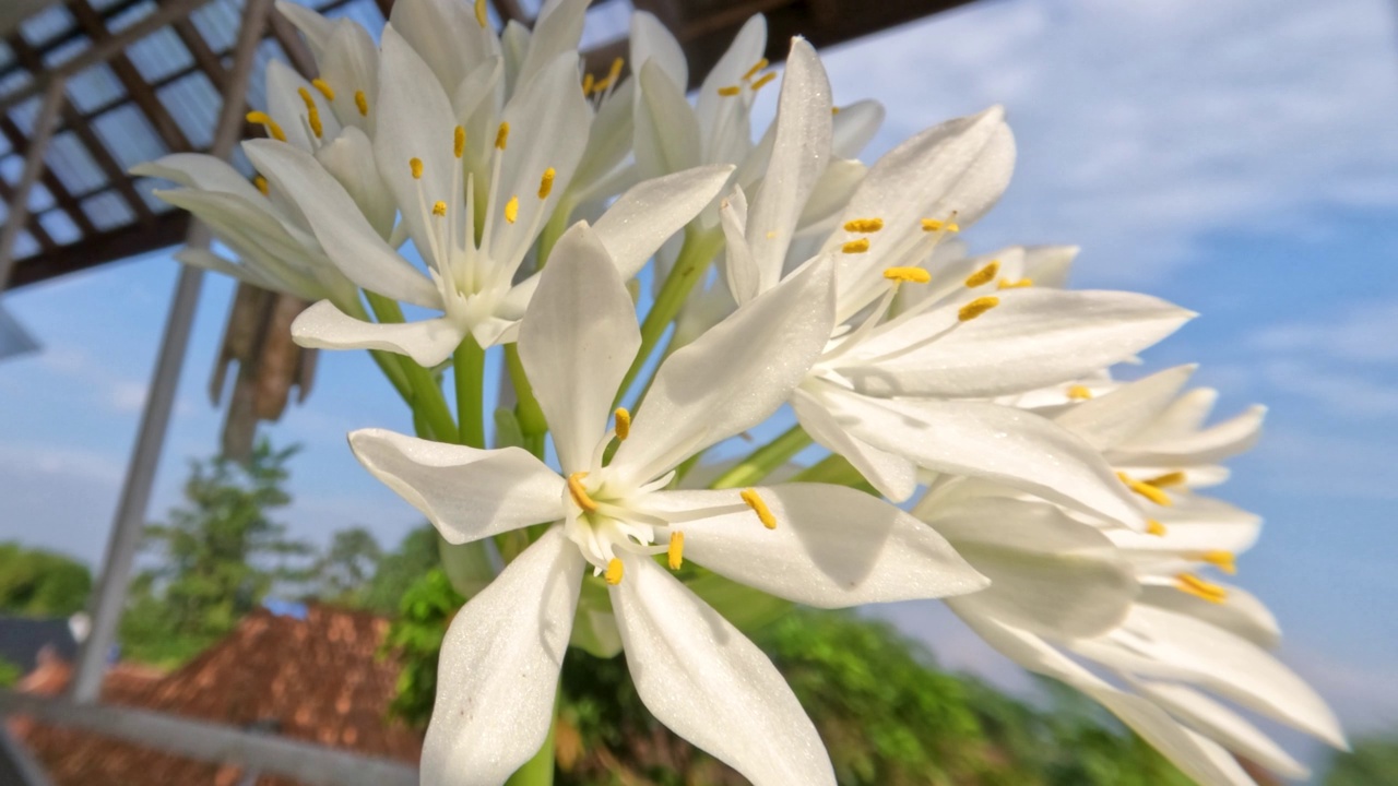 八月百合或玉簪花植物有薄直的绿叶，白色的花瓣，黄色的雌蕊和绿色的花茎视频素材