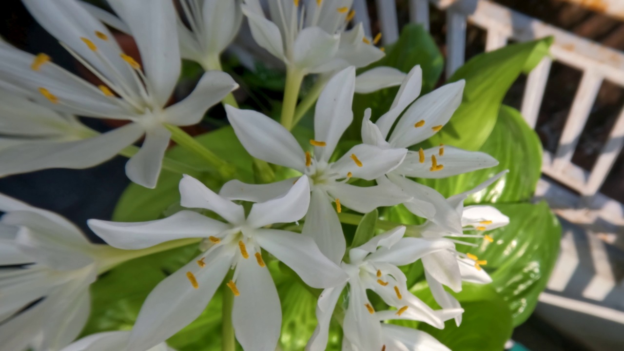 八月百合或玉簪花植物有薄直的绿叶，白色的花瓣，黄色的雌蕊和绿色的花茎视频素材