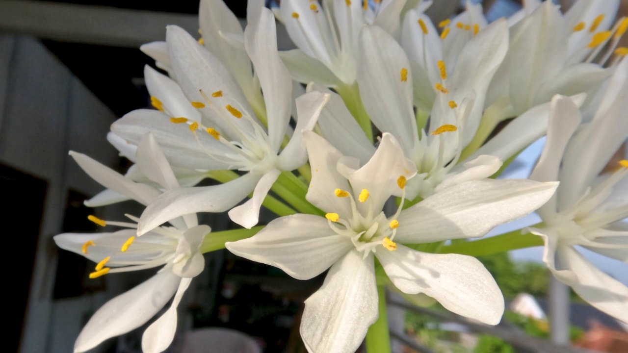 八月百合或玉簪花植物有薄直的绿叶，白色的花瓣，黄色的雌蕊和绿色的花茎视频素材