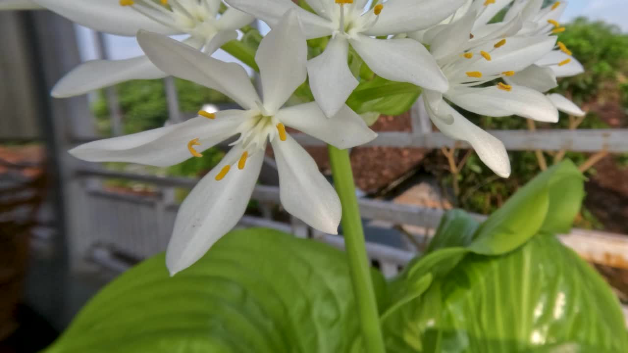 八月百合或玉簪花植物有薄直的绿叶，白色的花瓣，黄色的雌蕊和绿色的花茎视频素材