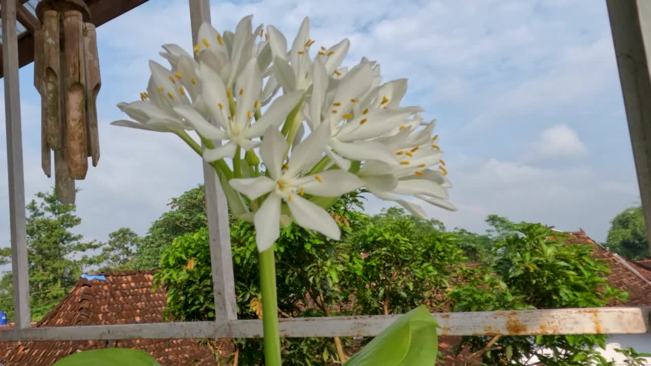 八月百合或玉簪花植物有薄直的绿叶，白色的花瓣，黄色的雌蕊和绿色的花茎视频素材