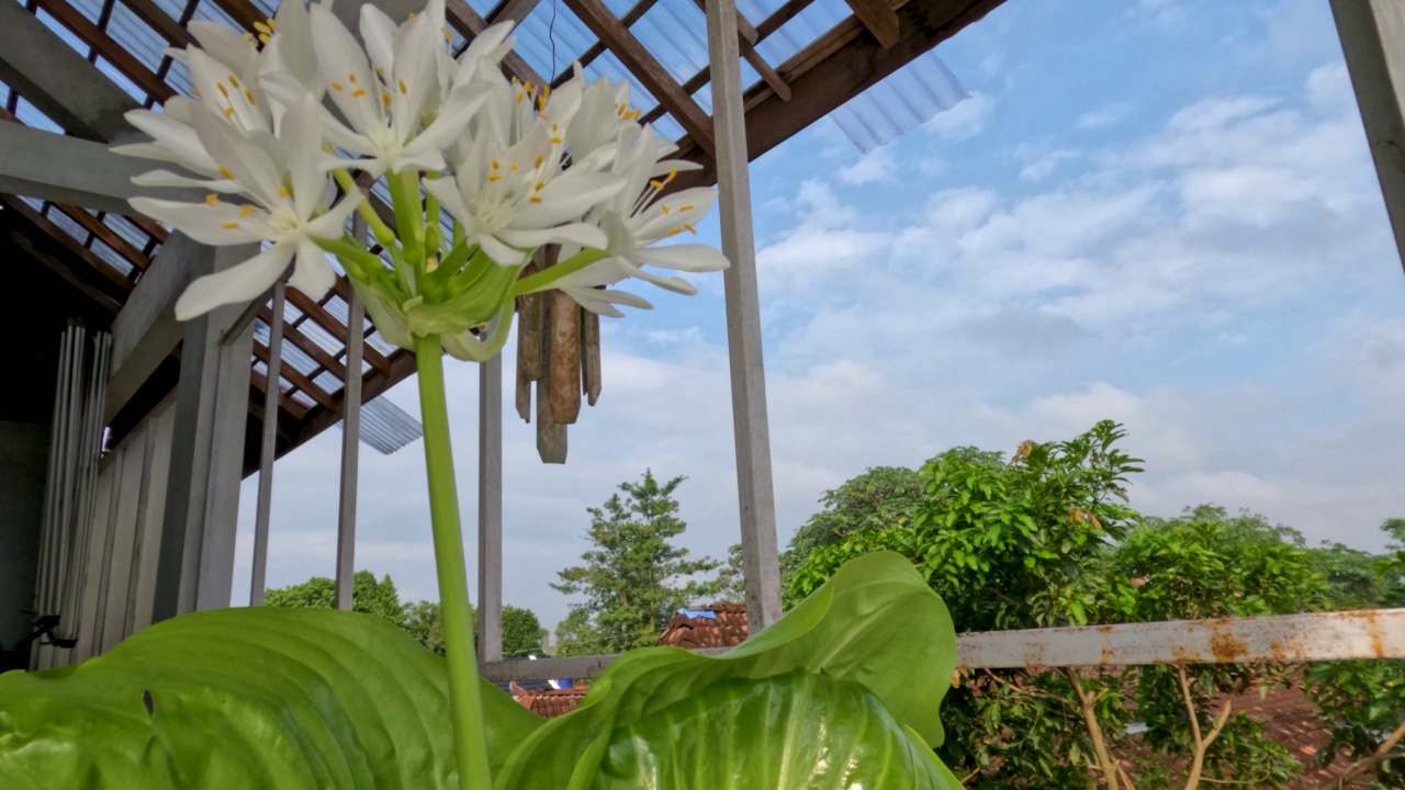 八月百合或玉簪花植物有薄直的绿叶，白色的花瓣，黄色的雌蕊和绿色的花茎视频素材