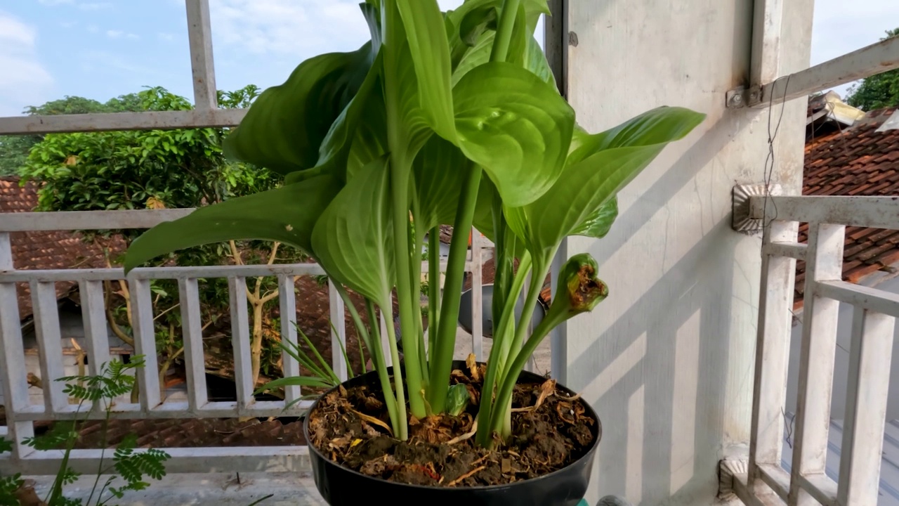 八月百合或玉簪花植物有薄直的绿叶，白色的花瓣，黄色的雌蕊和绿色的花茎视频素材