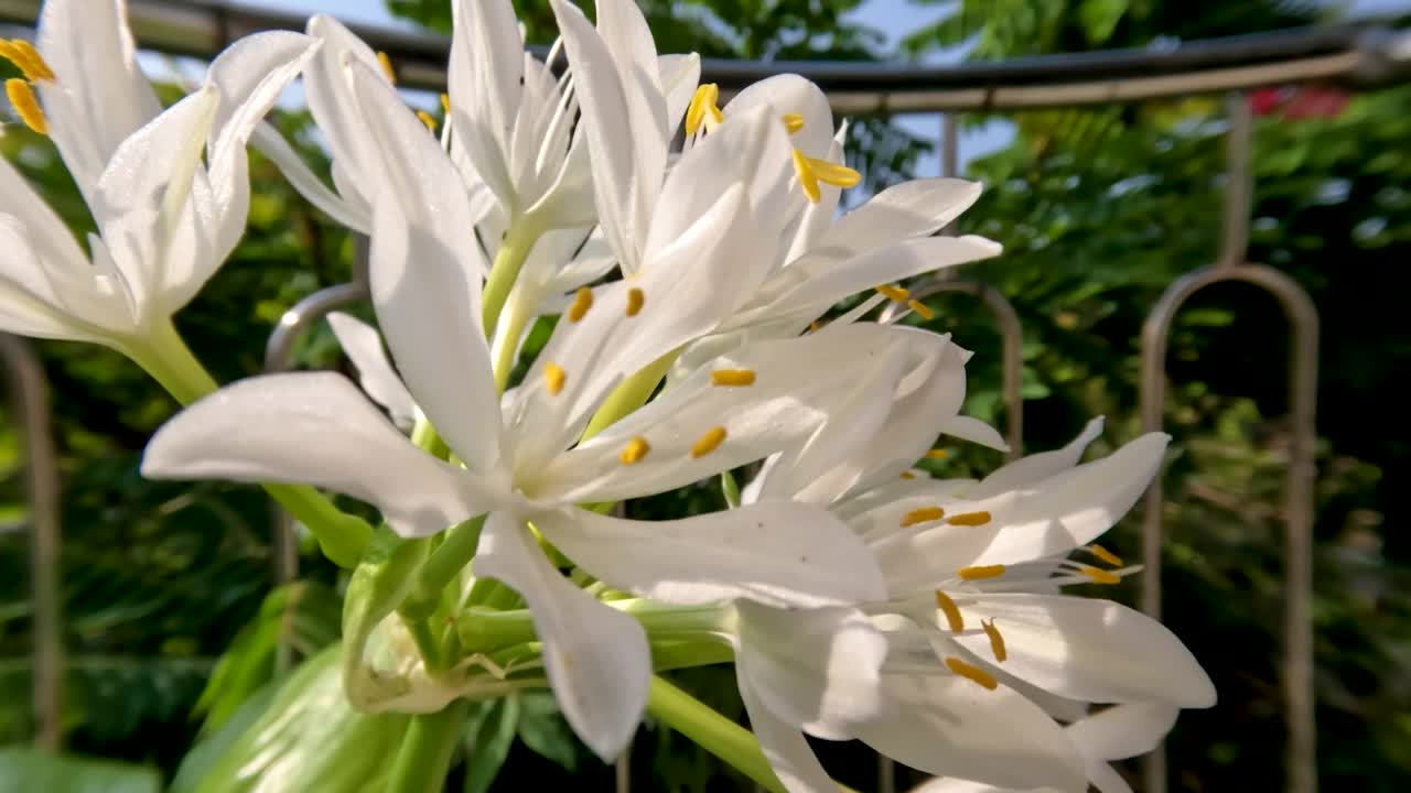 八月百合或玉簪花植物有薄直的绿叶，白色的花瓣，黄色的雌蕊和绿色的花茎视频素材