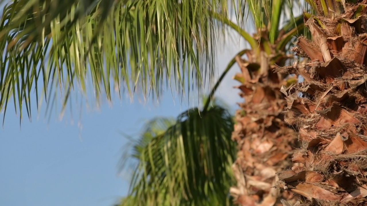 夏季热带海滨景观中的棕榈树视频素材