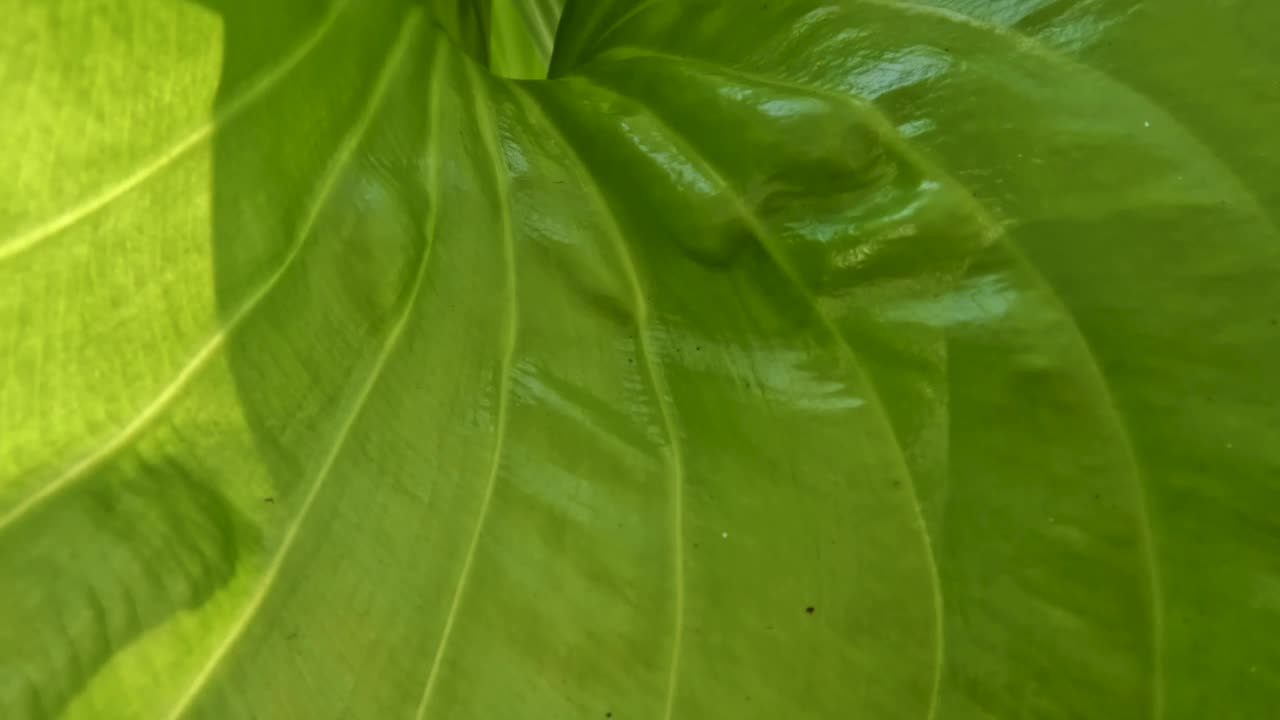 八月百合或玉簪花植物有薄直的绿叶，白色的花瓣，黄色的雌蕊和绿色的花茎视频素材