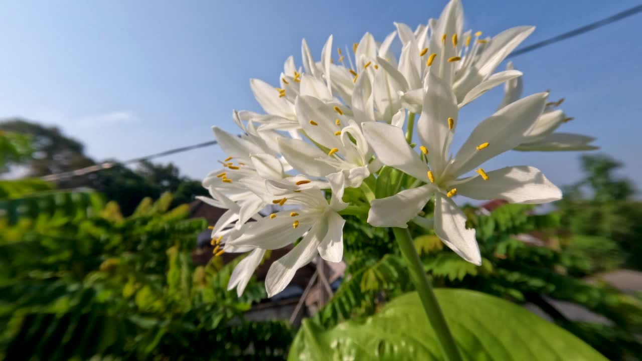 八月百合或玉簪花植物有薄直的绿叶，白色的花瓣，黄色的雌蕊和绿色的花茎视频素材