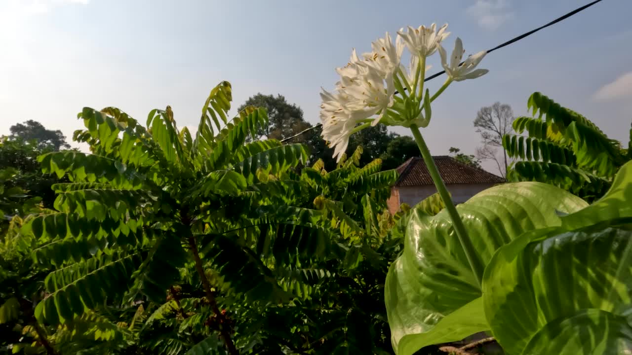 八月百合或玉簪花植物有薄直的绿叶，白色的花瓣，黄色的雌蕊和绿色的花茎视频素材