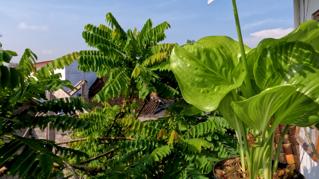 八月百合或玉簪花植物有薄直的绿叶，白色的花瓣，黄色的雌蕊和绿色的花茎视频素材