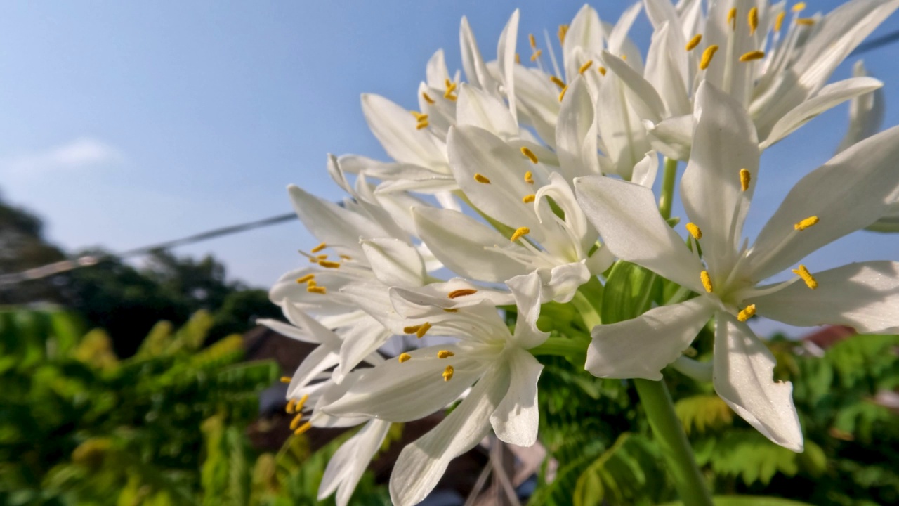 八月百合或玉簪花植物有薄直的绿叶，白色的花瓣，黄色的雌蕊和绿色的花茎视频素材