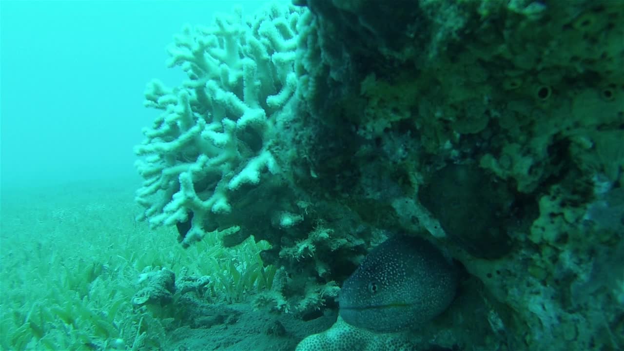 海鳗近距离地在岩石中搜寻视频素材