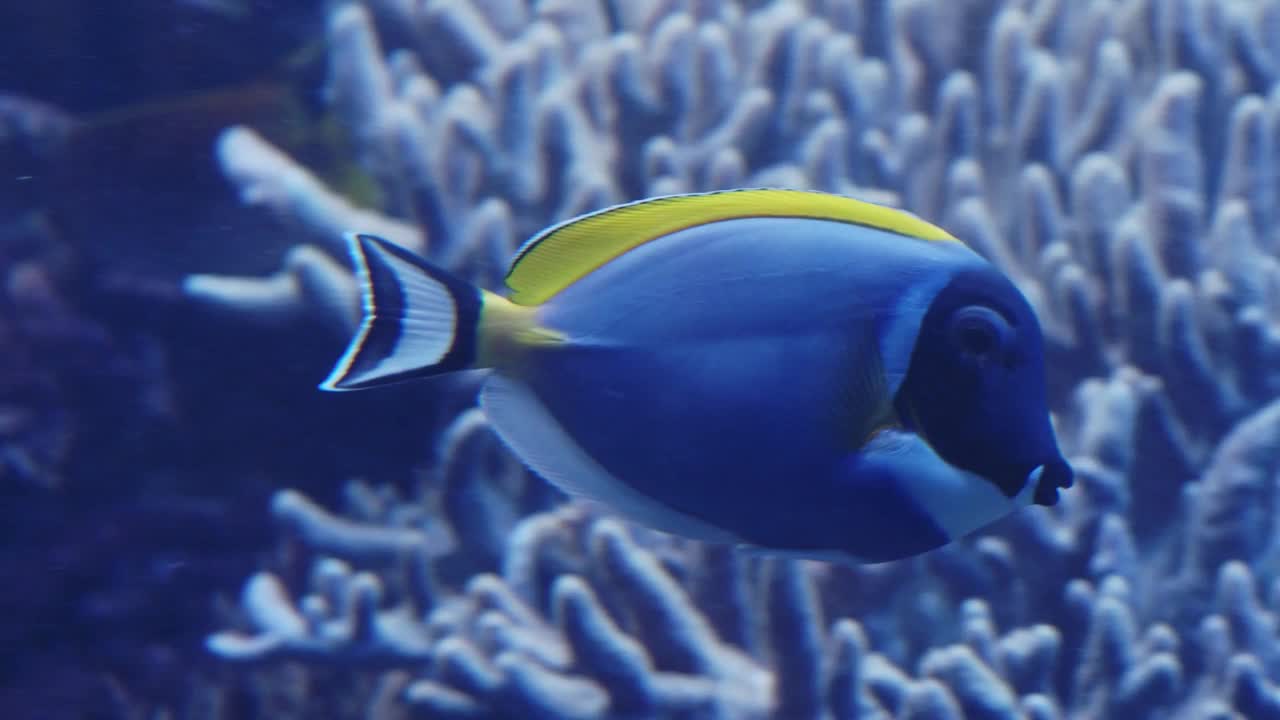 太平洋蓝刺鱼或调色板刺尾鱼，(肝副刺尾鱼)，刺尾科。一种在海洋水族馆受欢迎的鱼。视频素材