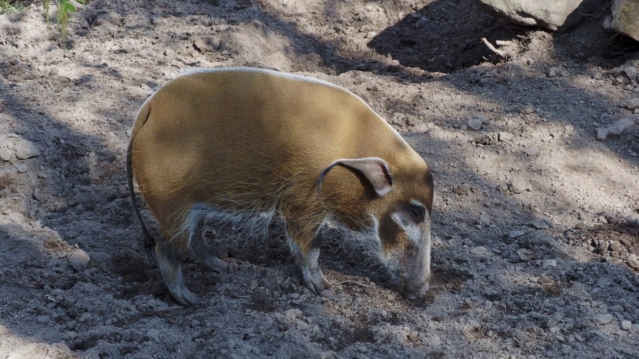 寻找食物的红河猪(Potamochoerus porcus)。视频素材