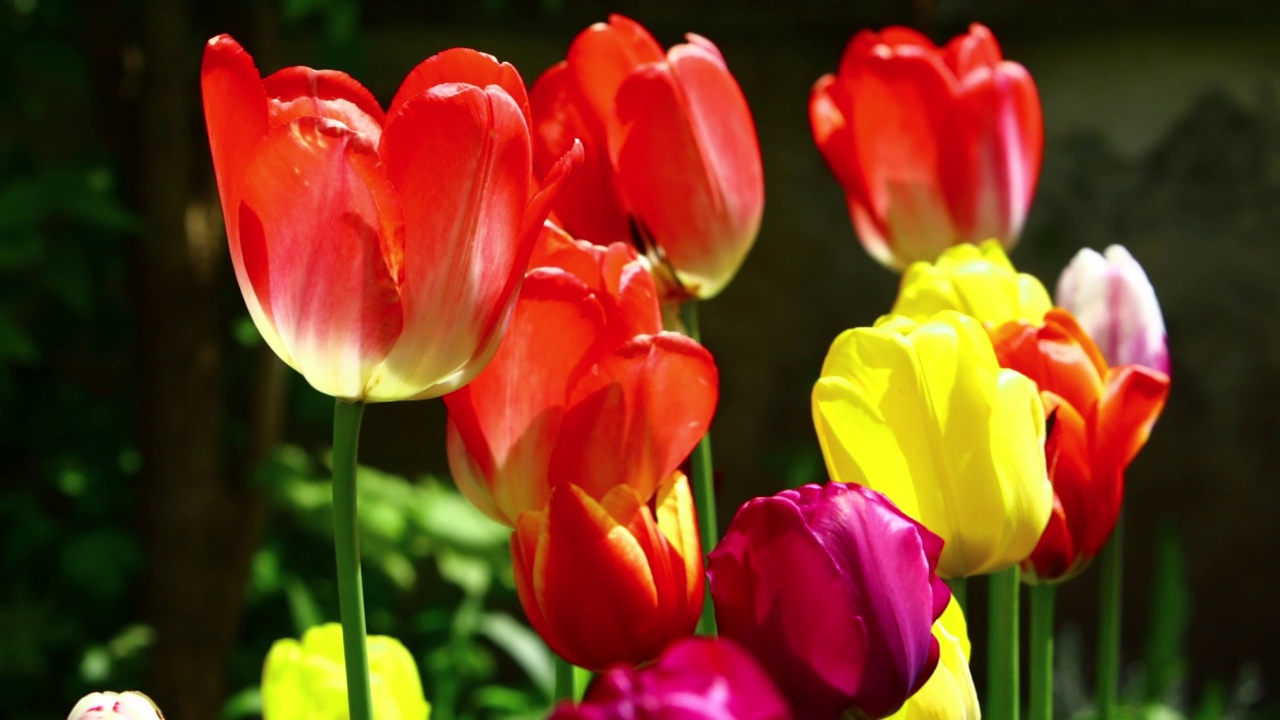 红色和黄色的郁金香花在花园里视频素材