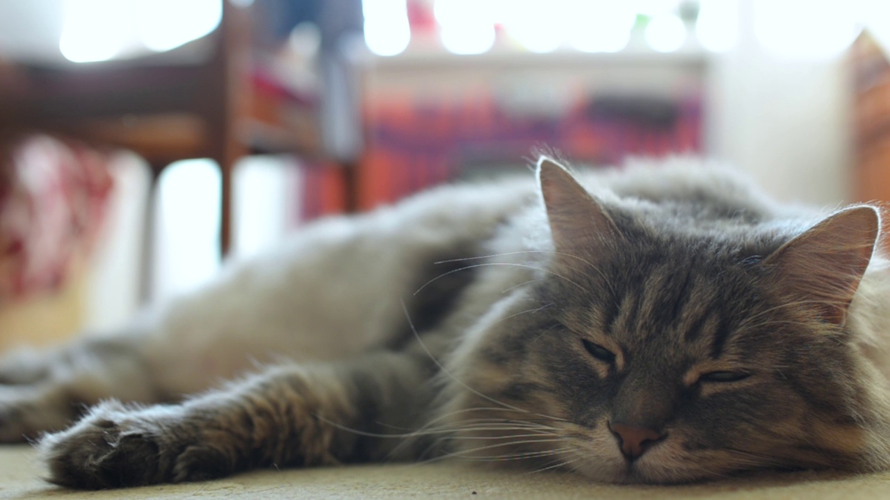 灰色的毛茸茸的猫睁开了眼睛。醒来。特写镜头视频素材