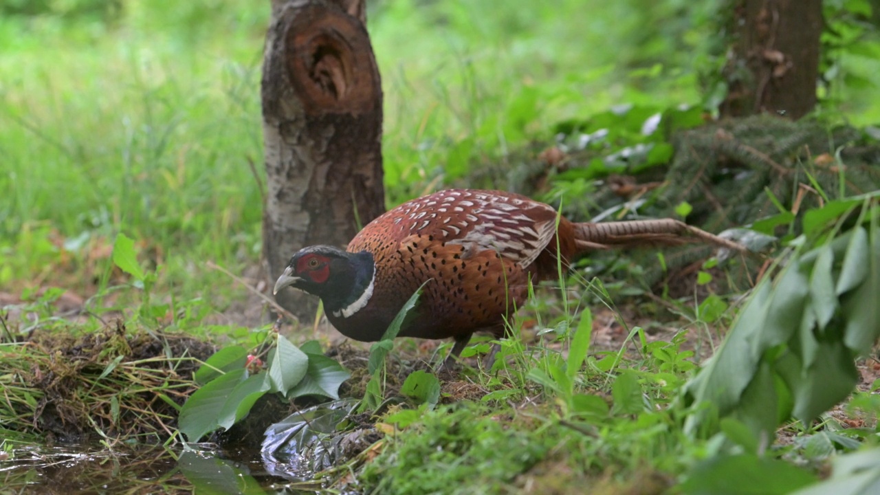 雄雉饮酒(Phasianus colchicus)视频素材