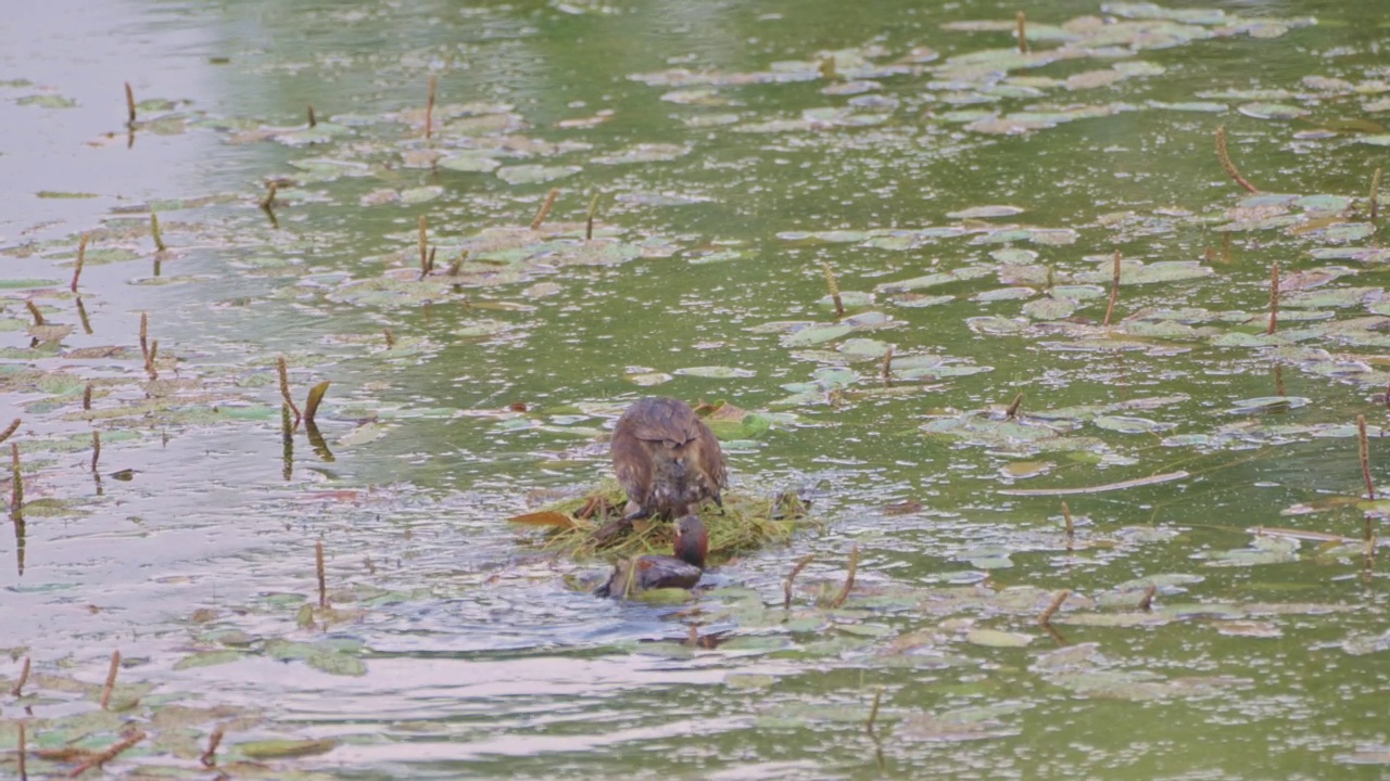 小灰蝶(Tachybaptus ruficollis)筑巢视频素材