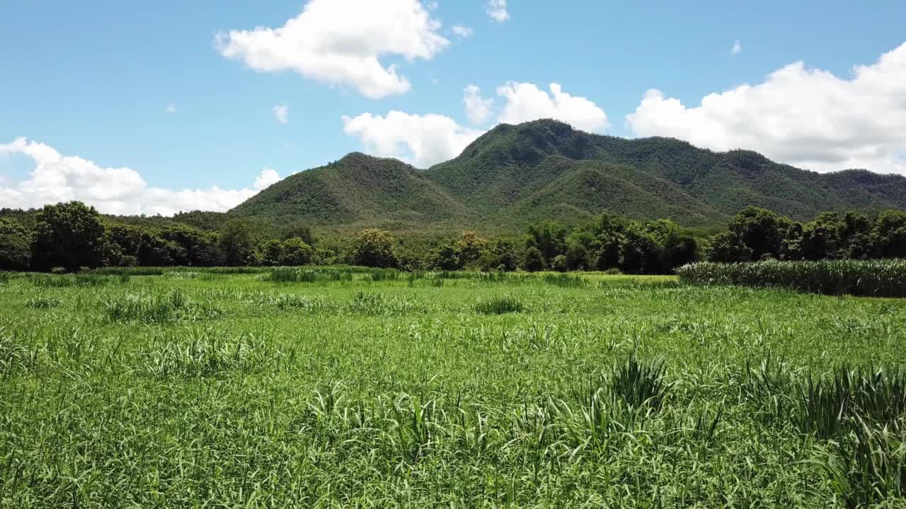 紫花狼尾草饲草种植鸟瞰图视频下载