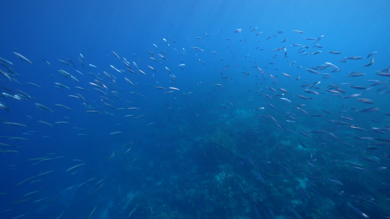 4K 120帧超慢镜头:库拉索岛加勒比海珊瑚礁中的博加鱼视频素材