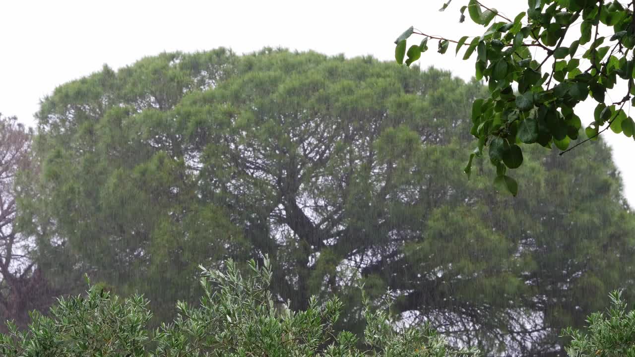 风吹动树木，雨滴落在树叶上。风雨概念视频素材