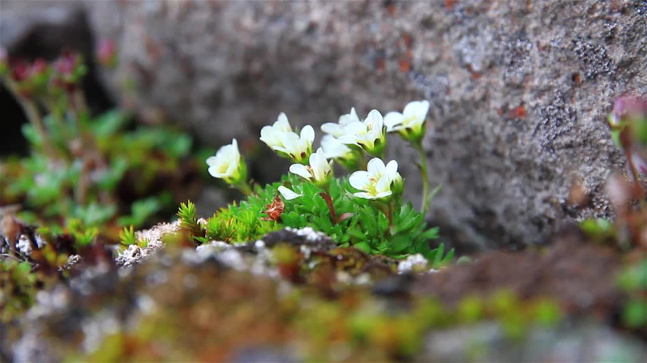 生长在斯瓦尔巴群岛永久冻土上的北极植物视频素材