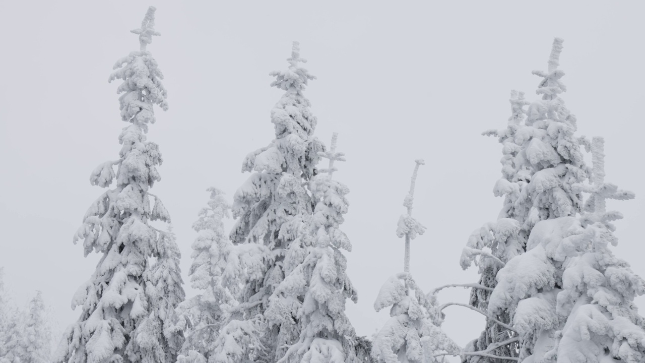 常青树覆盖在白色的雪在一个下雪的冬天季节的一天。视频素材