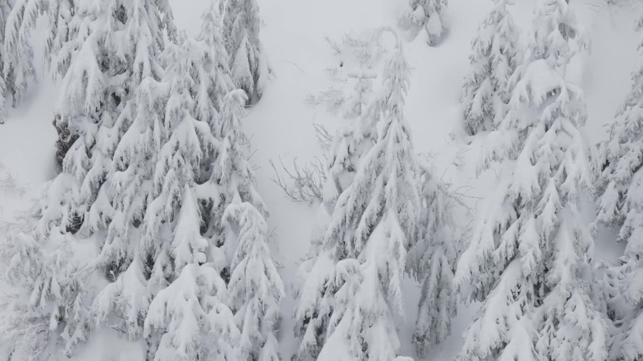 常青树覆盖在白色的雪在一个下雪的冬天季节的一天。视频素材