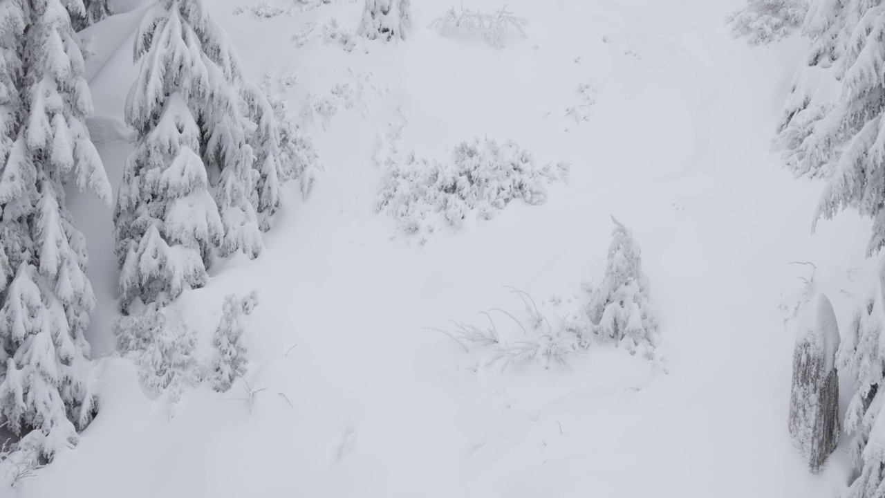 常青树覆盖在白色的雪在一个下雪的冬天季节的一天。视频素材