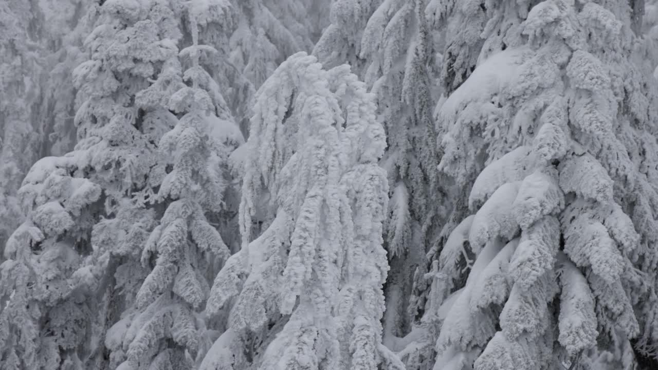 常青树覆盖在白色的雪在一个下雪的冬天季节的一天。视频素材