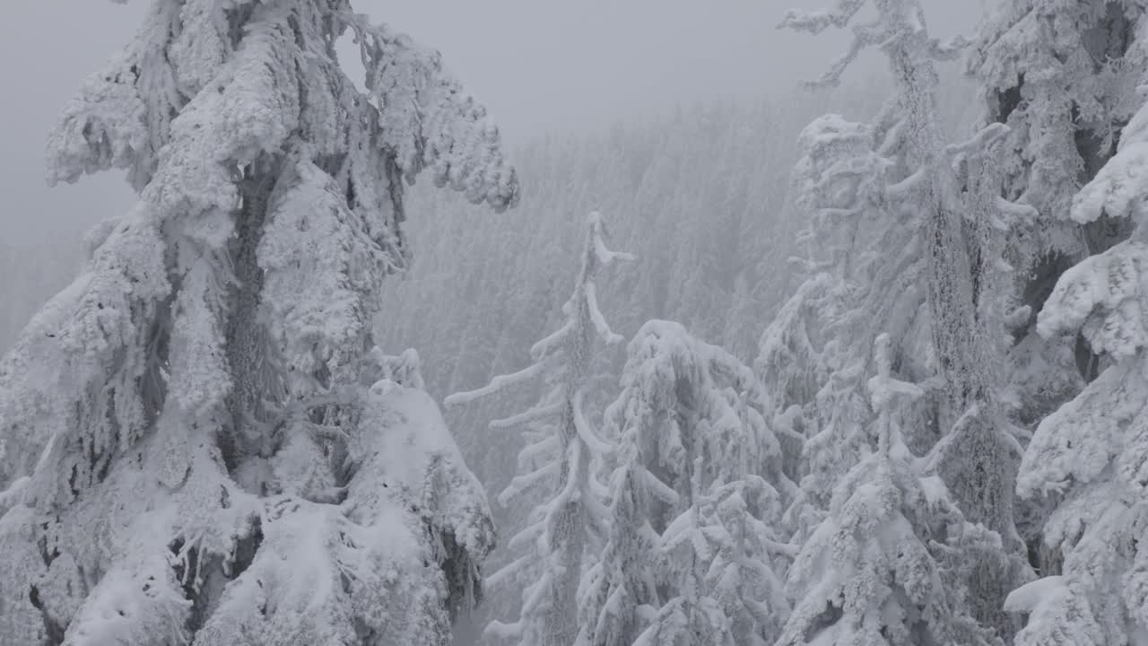 常青树覆盖在白色的雪在一个下雪的冬天季节的一天。视频素材