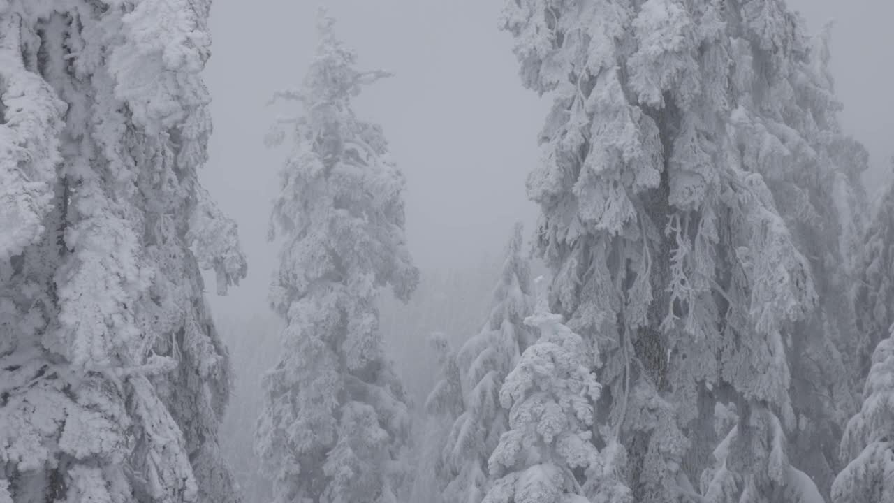 常青树覆盖在白色的雪在一个下雪的冬天季节的一天。视频素材