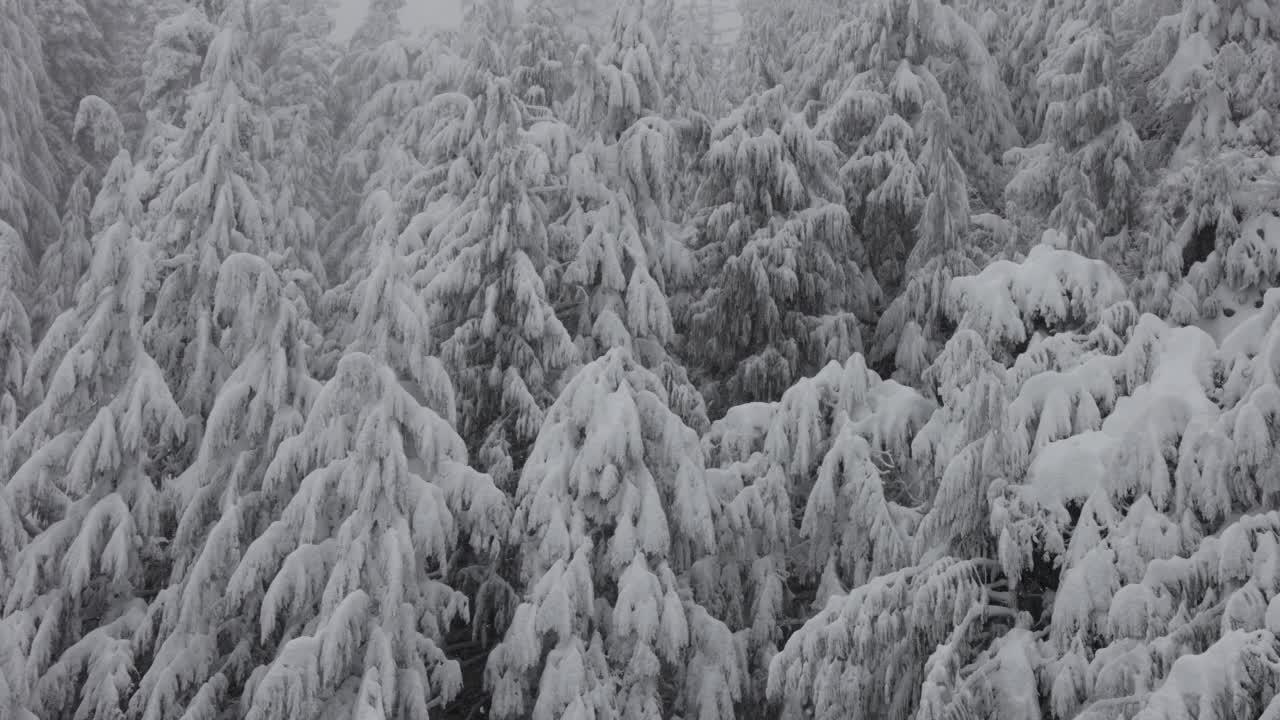 常青树覆盖在白色的雪在一个下雪的冬天季节的一天。视频素材