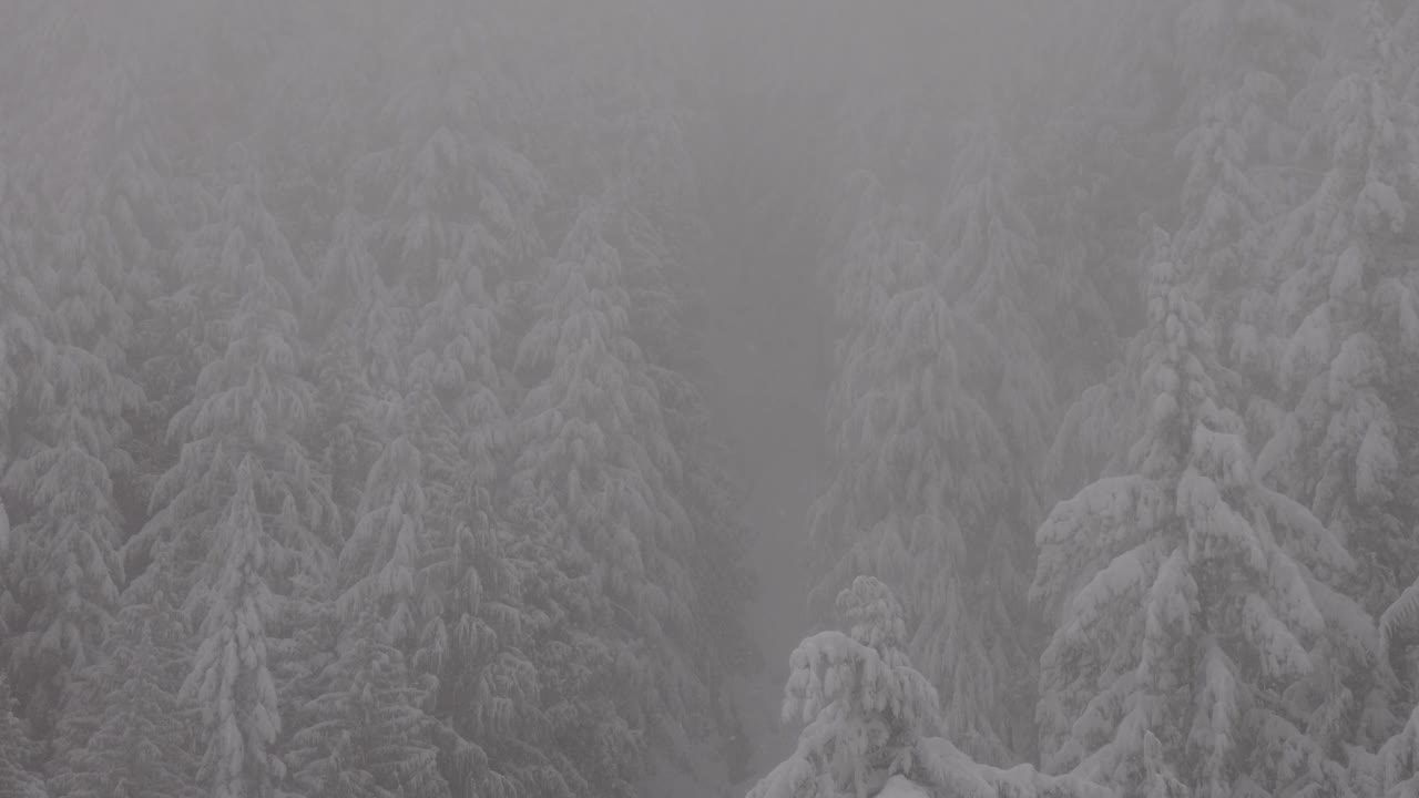 常青树覆盖在白色的雪在一个下雪的冬天季节的一天。视频素材