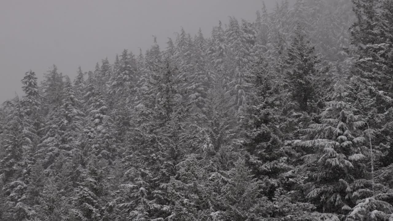 常青树覆盖在白色的雪在一个下雪的冬天季节的一天。视频素材