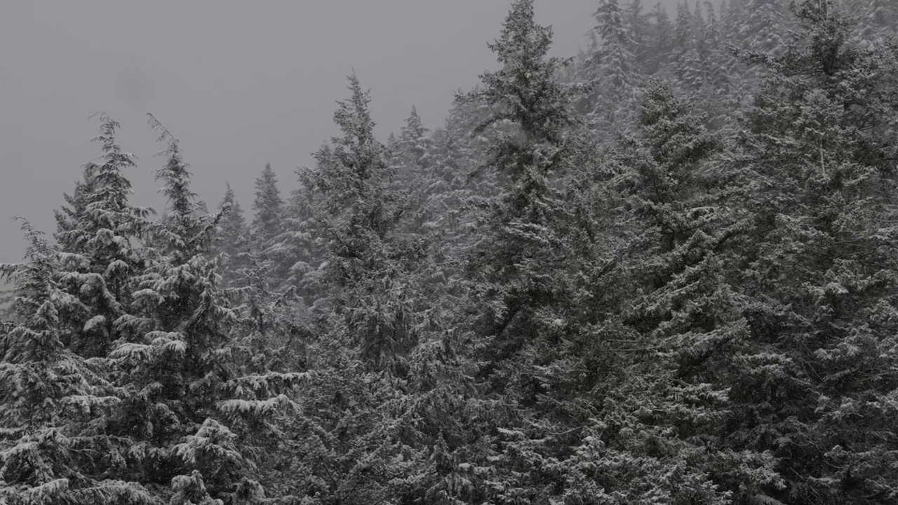 常青树覆盖在白色的雪在一个下雪的冬天季节的一天。视频素材