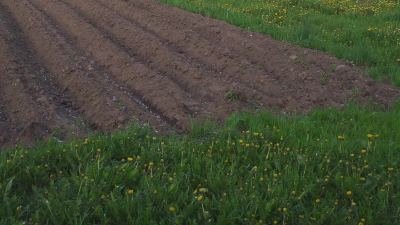 新播种的田地的景色。挖开土，种上土豆。农业和种植作物。春天播种视频素材