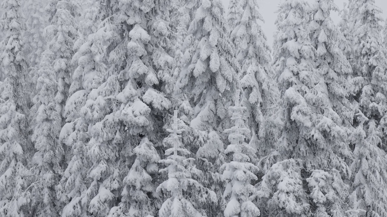 常青树覆盖在白色的雪在一个下雪的冬天季节的一天。视频素材