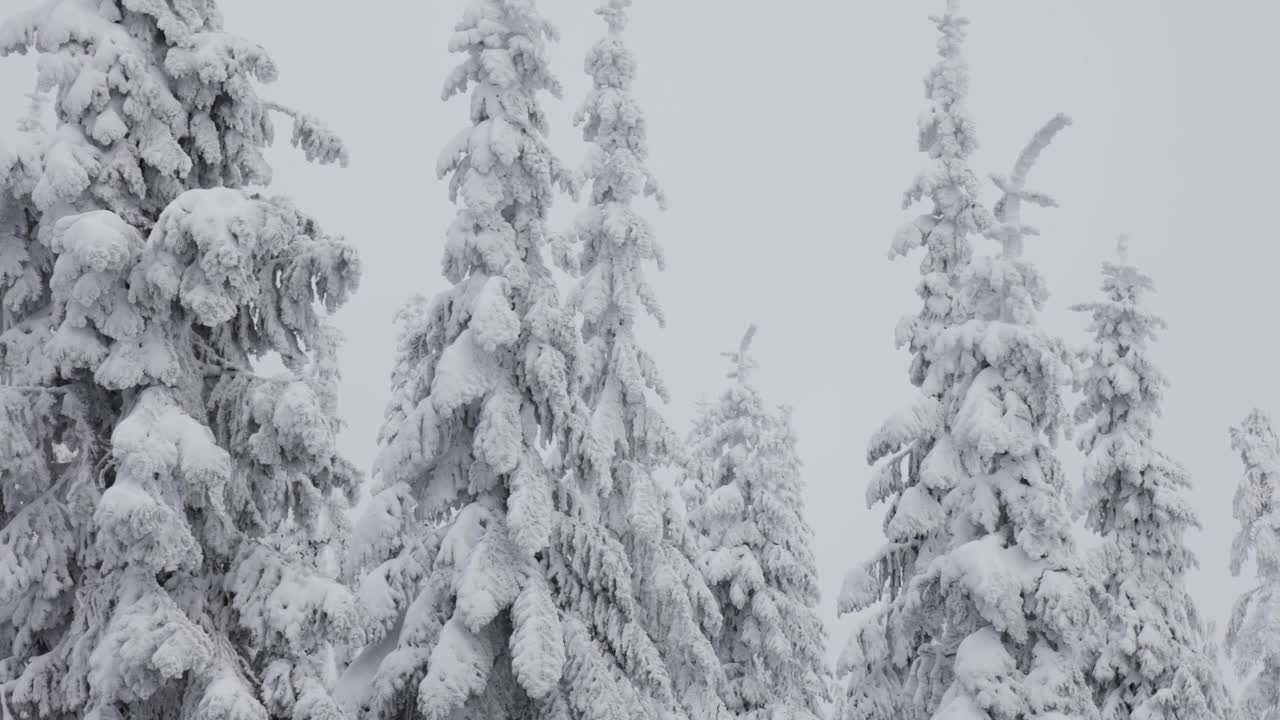 常青树覆盖在白色的雪在一个下雪的冬天季节的一天。视频素材