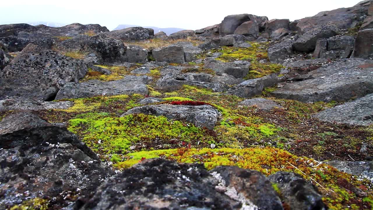 生长在斯瓦尔巴群岛永久冻土上的北极植物视频素材