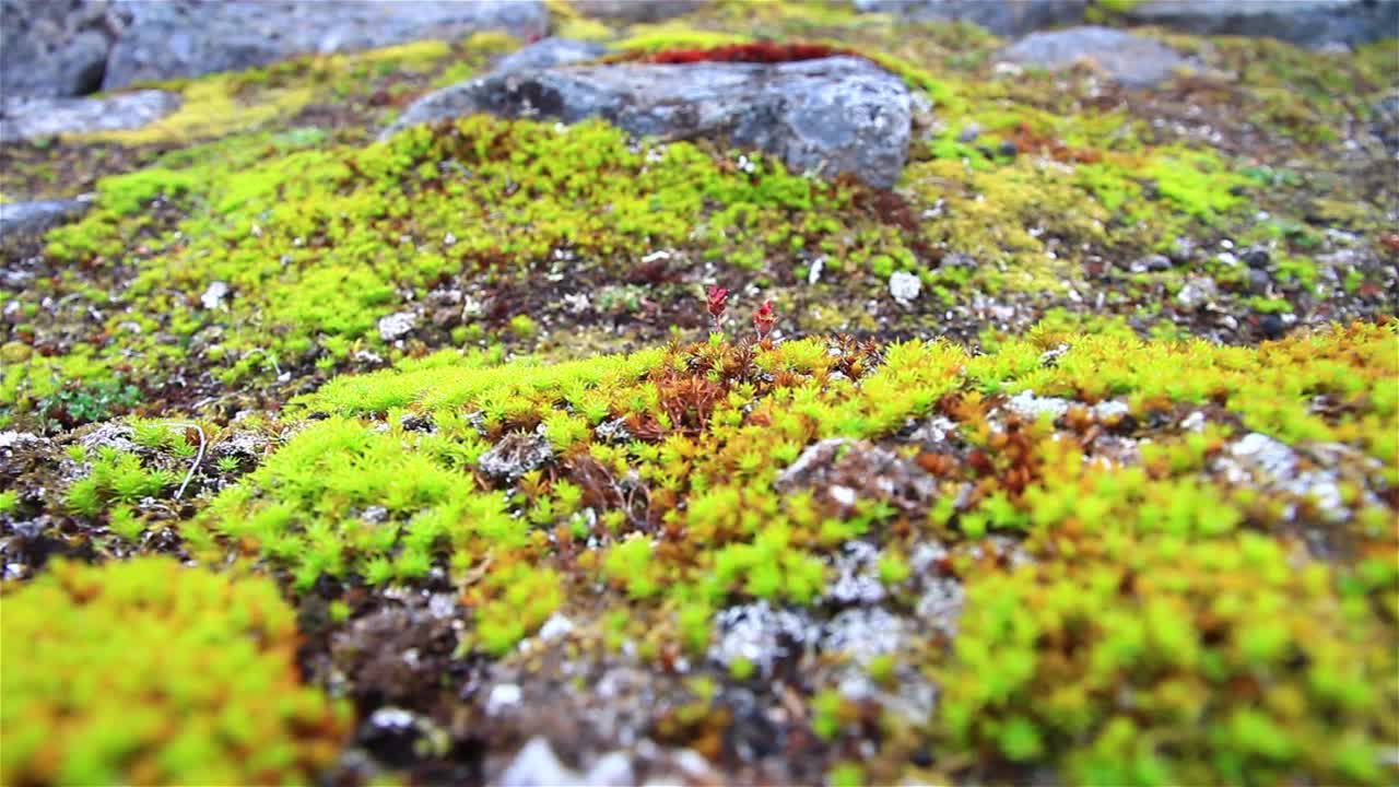 生长在斯瓦尔巴群岛永久冻土上的北极植物视频素材